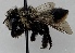  (Megachile melanophaea - CCDB-38308_G02)  @11 [ ] CreativeCommons - Attribution Share-Alike (2022) Cory Sheffield Royal Saskatchewan Museum