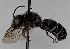  (Megachile rugifrons - CCDB-38308_G07)  @11 [ ] CreativeCommons - Attribution Share-Alike (2022) Cory Sheffield Royal Saskatchewan Museum