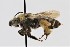  ( - CCDB-38765 A03)  @11 [ ] copyright (2021) Cory Sheffield Royal Saskatchewan Museum