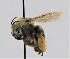  ( - CCDB-38765 A04)  @11 [ ] copyright (2021) Cory Sheffield Royal Saskatchewan Museum