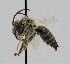  ( - CCDB-38765 A08)  @11 [ ] copyright (2021) Cory Sheffield Royal Saskatchewan Museum