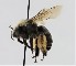  ( - CCDB-38765 D01)  @11 [ ] copyright (2021) Cory Sheffield Royal Saskatchewan Museum