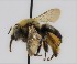  ( - CCDB-38765 D02)  @11 [ ] copyright (2021) Cory Sheffield Royal Saskatchewan Museum
