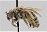  ( - CCDB-38765 G08)  @11 [ ] copyright (2021) Cory Sheffield Royal Saskatchewan Museum