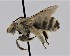  ( - CCDB-38765 H02)  @11 [ ] copyright (2021) Cory Sheffield Royal Saskatchewan Museum