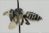  ( - CCDB-38766 A07)  @11 [ ] copyright (2021) Cory Sheffield Royal Saskatchewan Museum