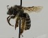  ( - CCDB-38766 C07)  @11 [ ] copyright (2021) Cory Sheffield Royal Saskatchewan Museum