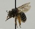  ( - CCDB-38766 C09)  @11 [ ] copyright (2021) Cory Sheffield Royal Saskatchewan Museum