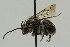  ( - CCDB-38766 E03)  @11 [ ] copyright (2021) Cory Sheffield Royal Saskatchewan Museum