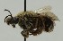  ( - CCDB-38766 E09)  @11 [ ] copyright (2021) Cory Sheffield Royal Saskatchewan Museum