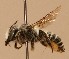  (Megachile instita - CCDB-38773 A06)  @11 [ ] copyright (2021) Cory Sheffield Royal Saskatchewan Museum
