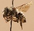  (Megachile mojavensis - CCDB-38773 A09)  @11 [ ] copyright (2021) Cory Sheffield Royal Saskatchewan Museum