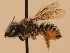  ( - CCDB-38773 B11)  @11 [ ] copyright (2021) Cory Sheffield Royal Saskatchewan Museum