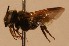  (Megachile aurantipennis - CCDB-38773 D10)  @11 [ ] copyright (2021) Cory Sheffield Royal Saskatchewan Museum
