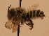  ( - CCDB-38773 F06)  @11 [ ] copyright (2021) Cory Sheffield Royal Saskatchewan Museum
