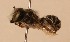  (Megachile maurata - CCDB-38773 F11)  @11 [ ] copyright (2021) Cory Sheffield Royal Saskatchewan Museum