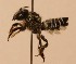  (Megachile pagosiana - CCDB-38773 G06)  @11 [ ] copyright (2021) Cory Sheffield Royal Saskatchewan Museum