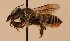  ( - CCDB-38773 H02)  @11 [ ] copyright (2021) Cory Sheffield Royal Saskatchewan Museum