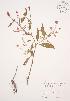  (Persicaria pensylvanica - JAG 0310WP)  @11 [ ] CreativeCommons - Attribution Share-Alike (2012) University of Guelph OAC BIO Herbarium