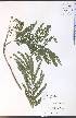  (Albizia - SW80WEP)  @14 [ ] CreativeCommons - Attribution Non-Commercial Share-Alike (2012) University of Guelph, Canada OAC-BIO Herbarium