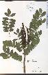  (Amorpha fruticosa - SW134WEP)  @14 [ ] CreativeCommons - Attribution Non-Commercial Share-Alike (2012) University of Guelph, Canada OAC-BIO Herbarium