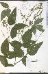  ( - SW108WEP)  @11 [ ] CreativeCommons - Attribution Non-Commercial Share-Alike (2012) University of Guelph, Canada OAC-BIO Herbarium
