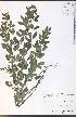  (Lespedeza violacea - SW164_142WEP)  @11 [ ] CreativeCommons - Attribution Non-Commercial Share-Alike (2012) University of Guelph, Canada OAC-BIO Herbarium