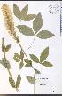  (Thermopsis villosa - SW72WEP)  @11 [ ] CreativeCommons - Attribution Non-Commercial Share-Alike (2012) University of Guelph, Canada OAC-BIO Herbarium