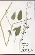  (Desmodium illinoense - SW172WEP)  @11 [ ] CreativeCommons - Attribution Share-Alike (2012) University of Guelph OAC-BIO Herbarium