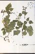 ( - RS11-1WEP)  @11 [ ] CreativeCommons - Attribution Share-Alike (2012) University of Guelph OAC-BIO Herbarium