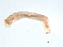  ( - BIOUG03314-G03)  @12 [ ] CreativeCommons - Attribution (2013) Trevor Bringloe Centre for Biodiversity Genomics