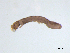  ( - BIOUG03317-A03)  @12 [ ] CreativeCommons - Attribution (2013) Trevor Bringloe Centre for Biodiversity Genomics