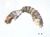  ( - BIOUG03317-B03)  @12 [ ] CreativeCommons - Attribution (2013) Trevor Bringloe Centre for Biodiversity Genomics