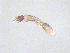  ( - BIOUG03317-B04)  @12 [ ] CreativeCommons - Attribution (2013) Trevor Bringloe Centre for Biodiversity Genomics