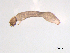  ( - BIOUG03317-G04)  @12 [ ] CreativeCommons - Attribution (2013) Trevor Bringloe Centre for Biodiversity Genomics