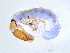  ( - BIOUG03322-F10)  @13 [ ] CreativeCommons - Attribution (2013) S. Adamowicz Centre for Biodiversity Genomics