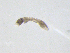  ( - BIOUG03324-F12)  @12 [ ] CreativeCommons - Attribution (2013) Trevor Bringloe Centre for Biodiversity Genomics