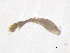  ( - BIOUG03324-G04)  @12 [ ] CreativeCommons - Attribution (2013) Trevor Bringloe Centre for Biodiversity Genomics