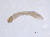  ( - BIOUG03324-H06)  @12 [ ] CreativeCommons - Attribution (2013) Trevor Bringloe Centre for Biodiversity Genomics