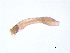  ( - BIOUG06975-C08)  @12 [ ] CreativeCommons - Attribution (2013) Trevor Bringloe Centre for Biodiversity Genomics