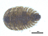  ( - BIOUG06975-H01)  @12 [ ] CreativeCommons - Attribution (2013) Trevor Bringloe Centre for Biodiversity Genomics