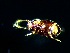  (Notoptenidium lawsoni - WC2699)  @11 [ ] Copyright (2020) University of Waikato University of Waikato