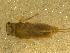  (Neochoroterpes oklahoma - BIOUG00637-C01)  @12 [ ] CreativeCommons - Attribution (2011) CBG Photography Group Centre for Biodiversity Genomics