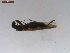  ( - BIOUG00638-H01)  @12 [ ] CreativeCommons - Attribution (2011) CBG Photography Group Centre for Biodiversity Genomics