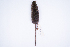  (Nectomys apicalis - MUSM24398)  @11 [ ] Copyright (2024) Unspecified Departamento de Mastozoologia - MUSM