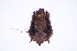  (Lonchorhina - MUSM43864)  @11 [ ] Copyright (2024) Unspecified Departamento de Mastozoologia - MUSM