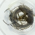  (Culiseta annulata - WFEN_042_A6)  @11 [ ] by  Genome Research Ltd as Wellcome Sanger Institute Genome Research Limited operating as Wellcome Sanger Institute