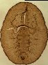  (Aleurotrachelus - ww08837)  @11 [ ] Unspecified (default): All Rights Reserved  Unspecified Unspecified