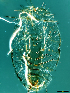  (Aleurocanthus luteus - ww00913)  @12 [ ] Unspecified (default): All Rights Reserved  Unspecified Unspecified