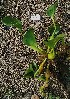  ( - AQPECKLNGP-1)  @11 [ ] C (2024) Akash mane Paul Hebert Centre for DNA barcoding and Biodiversity studies